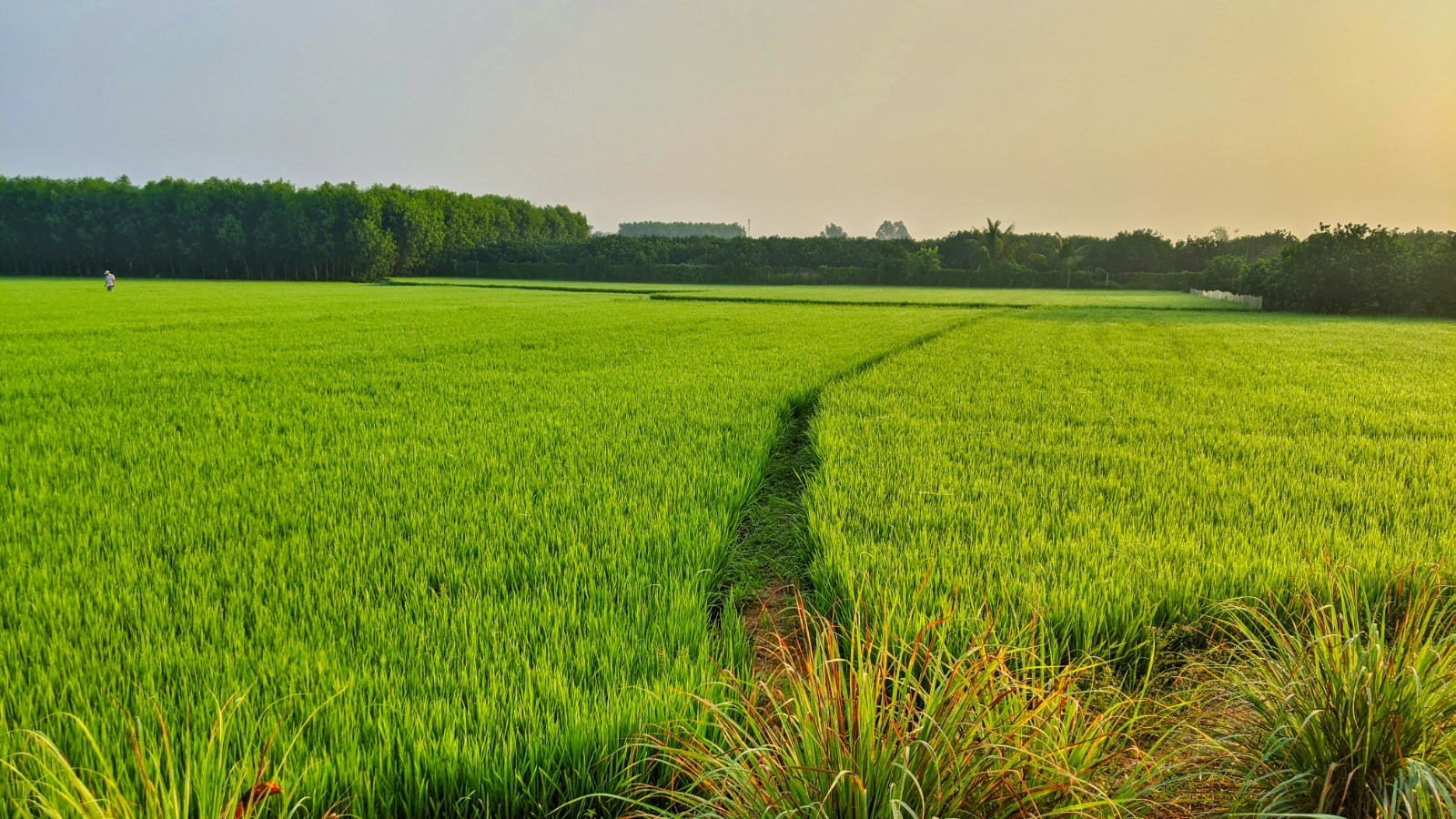 agrofa